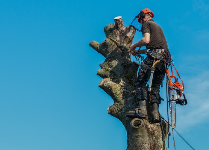 Lumberjack working at the top of a tree