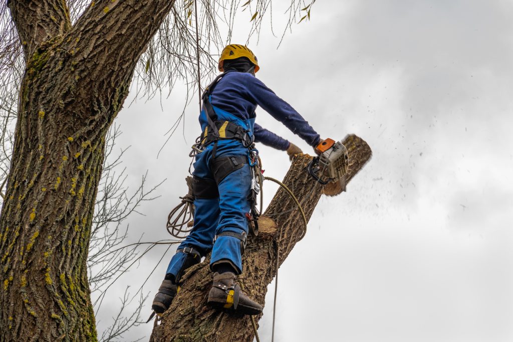 professional standing on the tree cutting