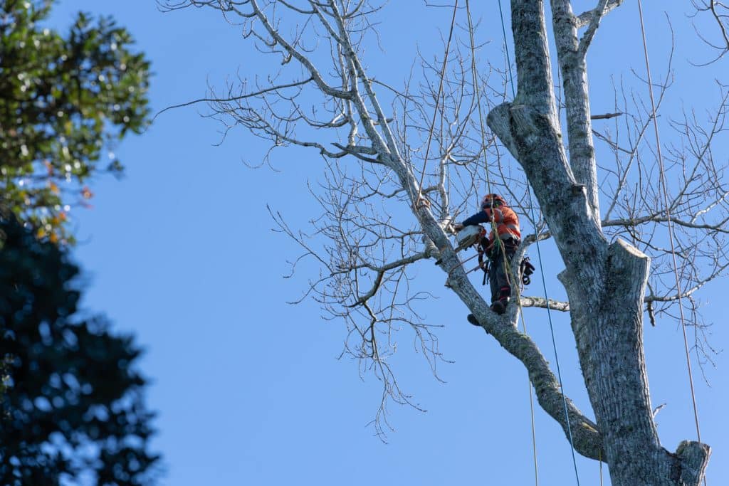 in tree pruning branches