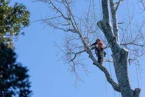 in tree pruning branches