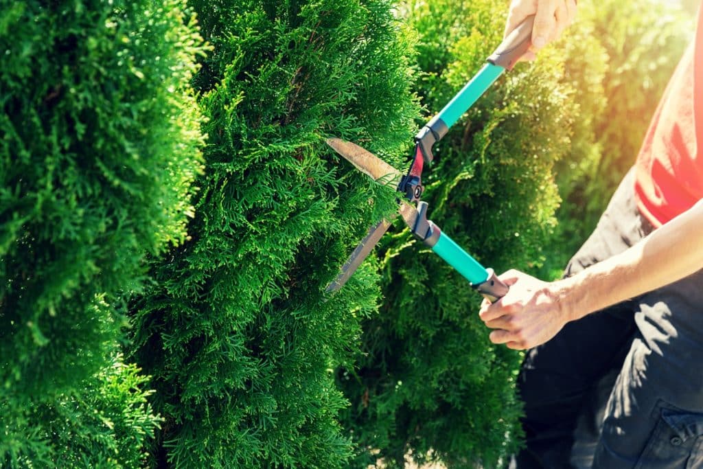cutting thuja tree