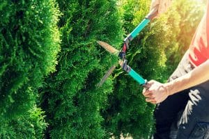 cutting thuja tree
