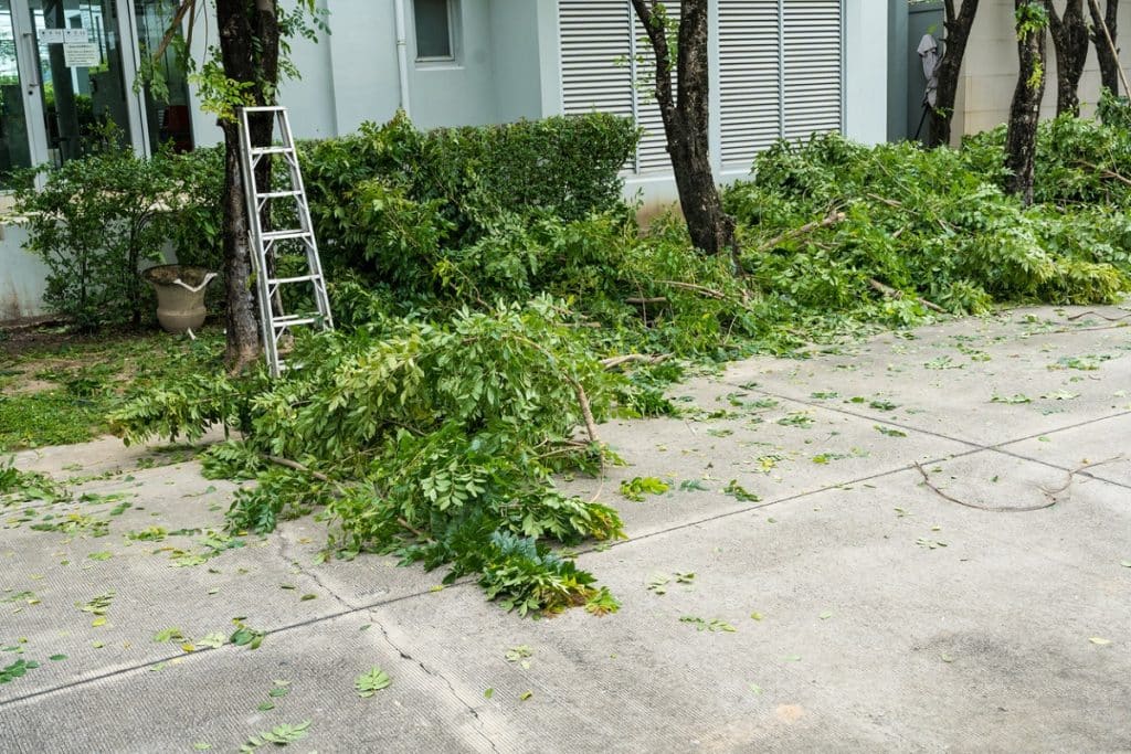 cut green branches in front of home