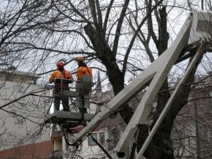 workers examine diseased tree branches