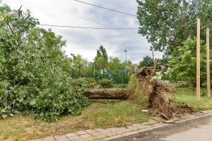 A large tree has been uprooted and fallen across a grassy yard after a storm, with exposed roots, broken branches, and nearby utility lines.