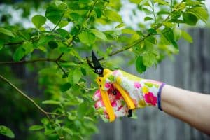 A gloved hand uses yellow pruning shears to cut a leafy green tree branch outdoors.