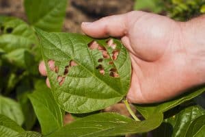 Close-up of a green leaf with numerous irregular holes caused by insect feeding, held by a person’s hand among other foliage.